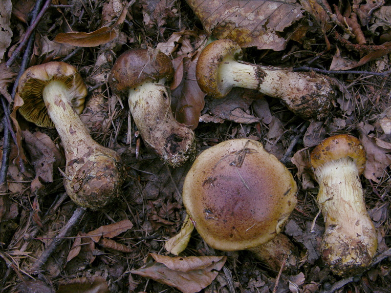 Cortinarius mussivus (Fr.) Melot